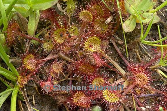 drosera rotundifolia 10 graphic